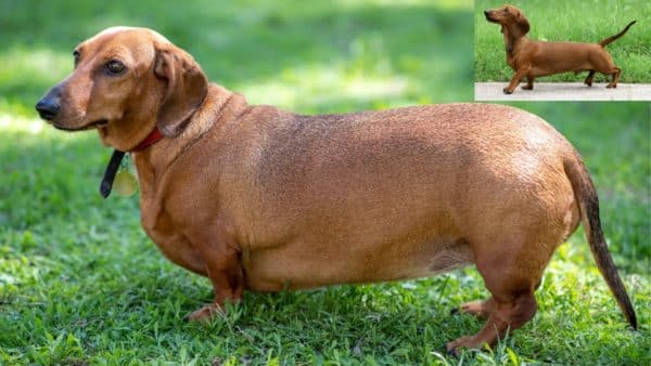 How to help your dog lose weight: a pet parent guide