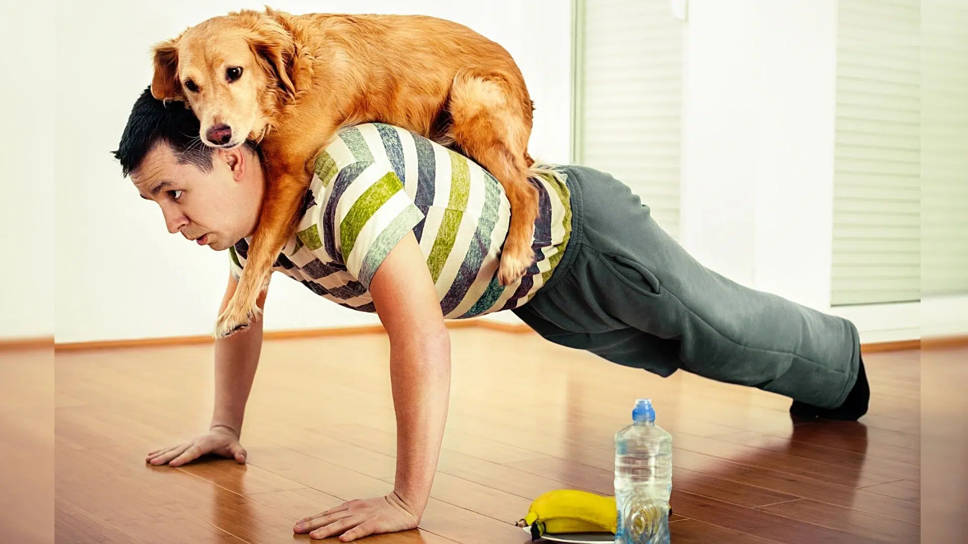 How to Help Your Dog Lose Weight: A Pet Parent Guide
