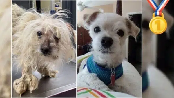 Amazing Dog Makeover Puts Neglected Dog In 1st Place!