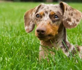 Why Do Dogs Eat Grass? Our Vet Weighs In with Answers