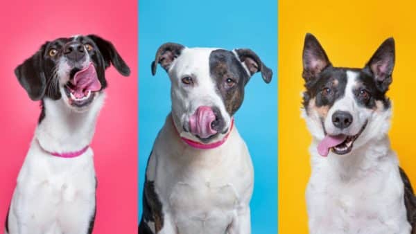 6 Tasty Treats That Dogs Go Absolutely Mutts Over