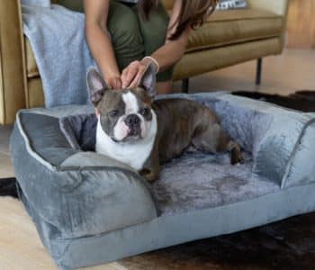 Why an orthopedic bed for your dog