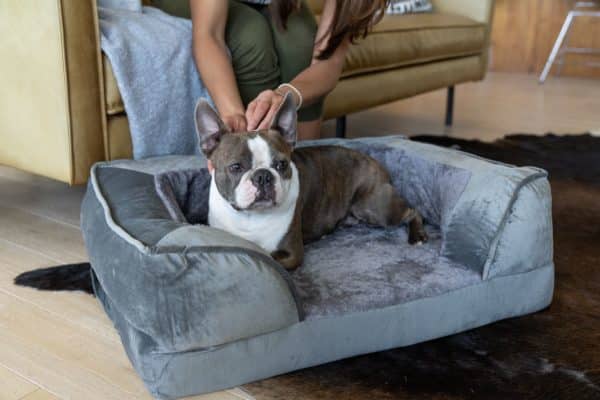 Why an orthopedic bed for your dog