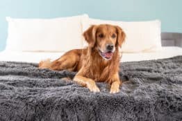 7 Best Dog Blankets on the Market: Pros, Cons, and Pricing