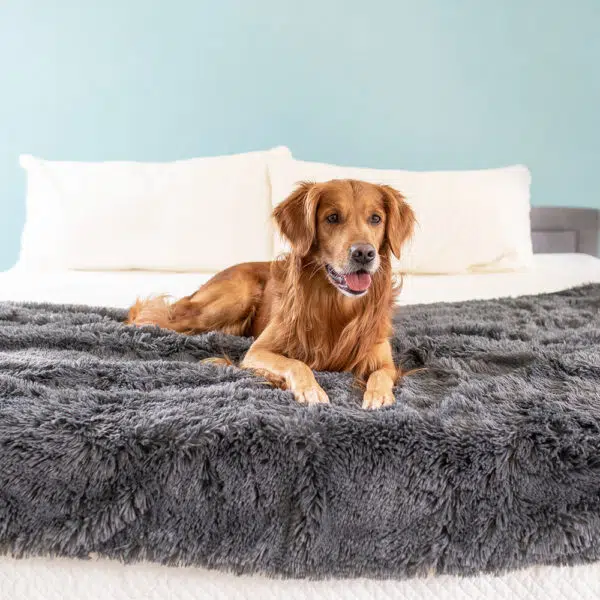 7 Best Dog Blankets on the Market: Pros, Cons, and Pricing