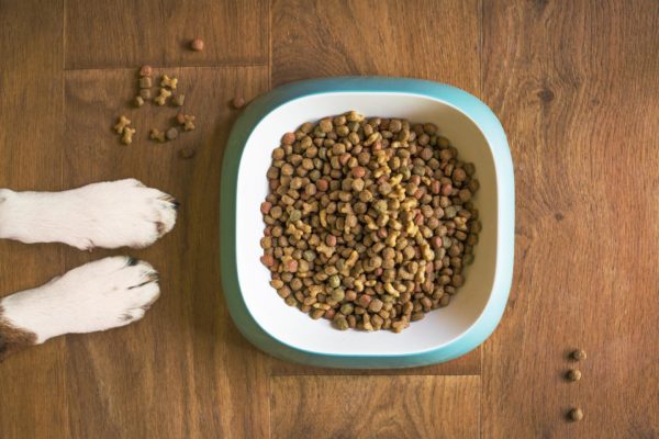 Best dog food of 2022 : what to consider and the top picks