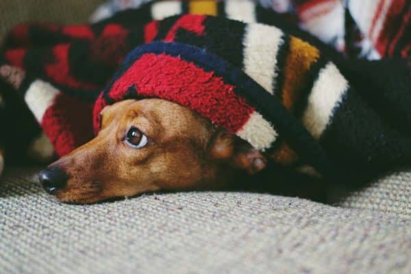 7 best dog blankets on the market: pros, cons, and pricing