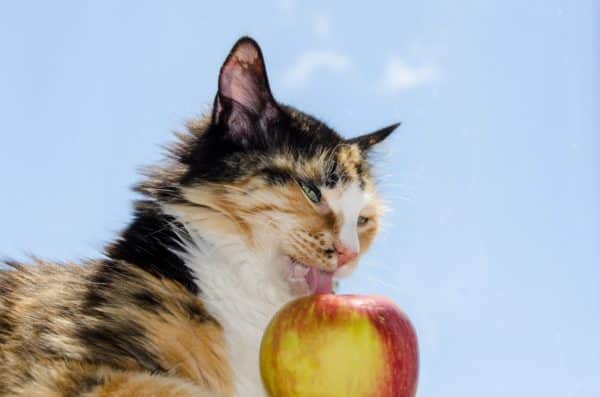 Is feeding apples to cats nutritionally beneficial?