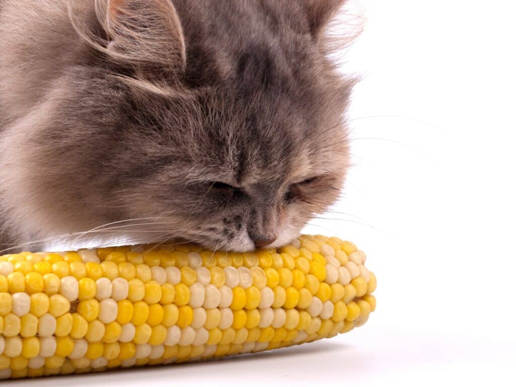 Can Cats Eat Corn? 10 Important Facts About Cat Diet!