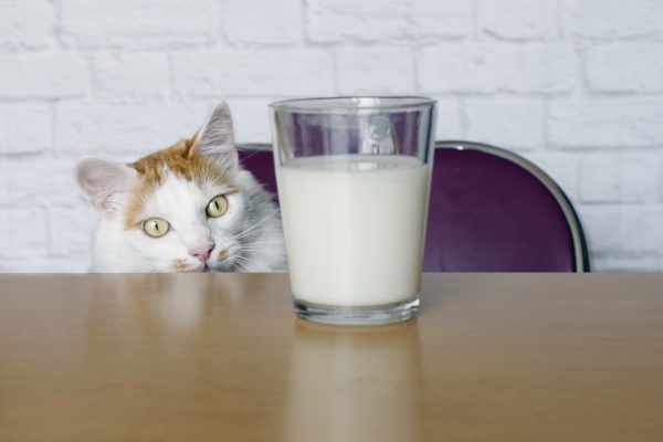 Can Cats Drink Milk? The Truth Behind The Controversy