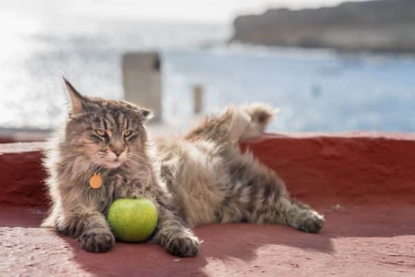 Can Cats Eat Apples? A Look At The Feline Dietary Preferences!