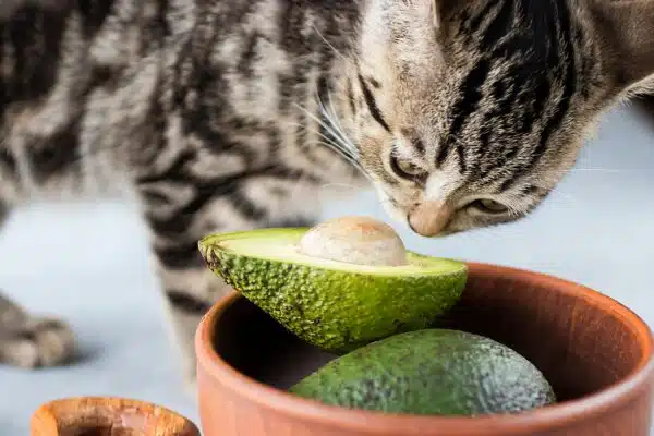 Can Cats Eat Avocado? A Feline Fruit Debate!