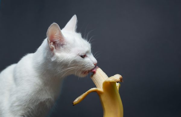 Can Cats Eat Bananas? Find Out The Truth!