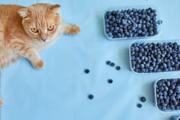 Can Cats Eat Blueberries? A Comprehensive Answer For Cat Lovers