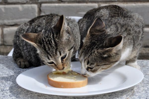 Can Cats Eat Bread? A Cat Lover’s Guide to Feline Nutrition