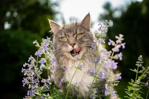 Can Cats Eat Catnip? The Reality About This Crazy Feline Treat