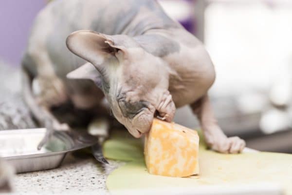 Can Cats Eat Cheese? An Investigation Into Feline Dietary Habits