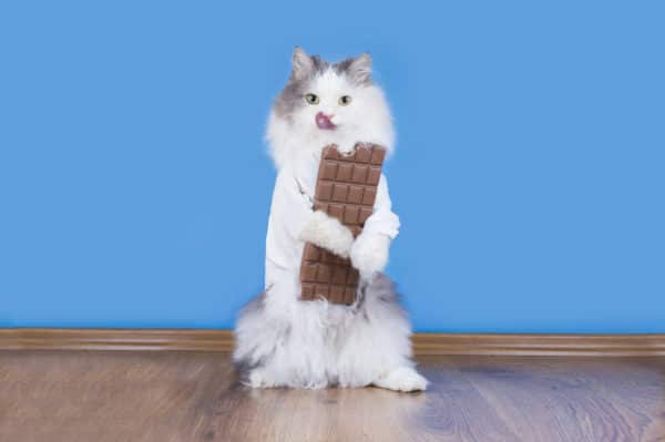 Can Cats Eat Chocolate? The Pros, Cons, and Dangers