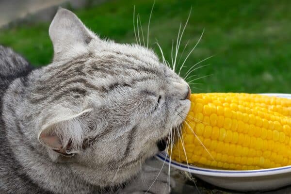 Can Cats Eat Corn? A Fact About Our Furry Friends’ Diets!