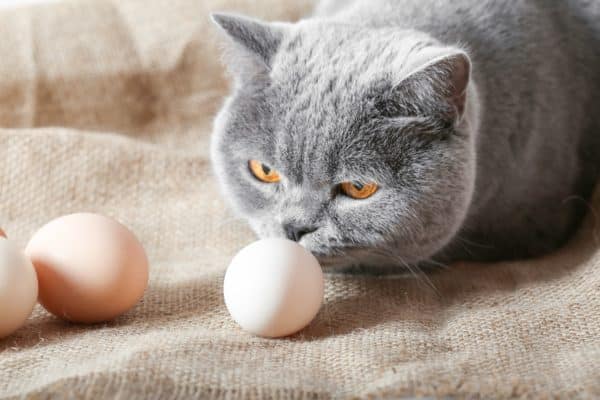 Can Cats Eat Eggs? A Comprehensive Guide