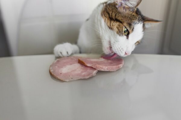 Can Cats Eat Ham? The Debate You Need To Know!
