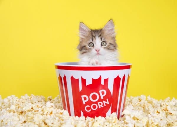 Can Cats Eat Popcorn? Find Out The Truth!