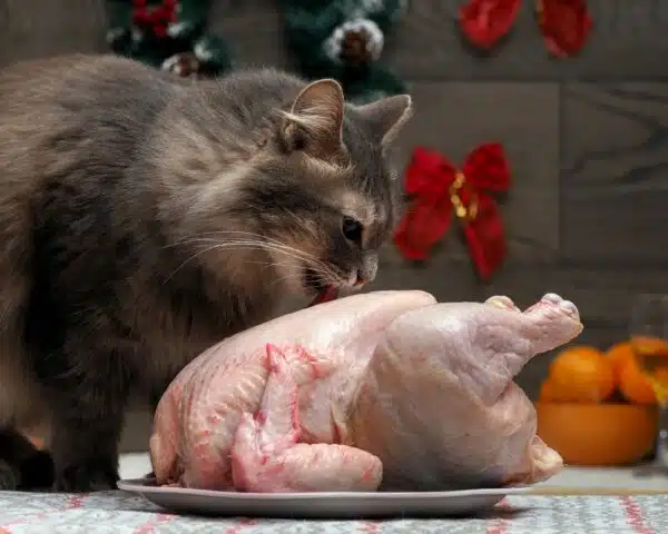 Can Cats Eat Raw Chicken? Find Out The Risks And Rewards