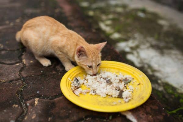 Can Cats Eat Rice? The Verdict Is In!