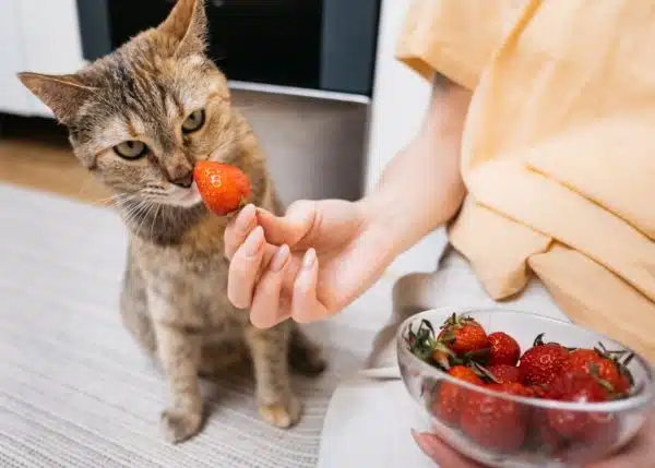 Can Cats Eat Strawberries? Everything You Need To Know