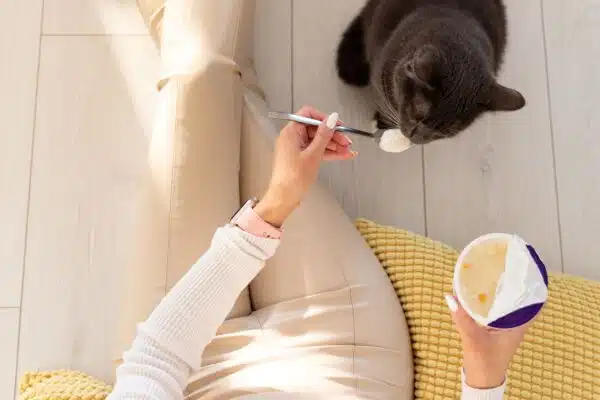 Can Cats Eat Yogurt? A Delicious But Controversial Snack!