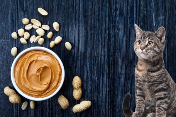 Can Cats Have Peanut Butter? The Truth Revealed