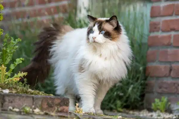 Can Ragdoll Cats Be Left Alone? Here’s What You Need To Know!