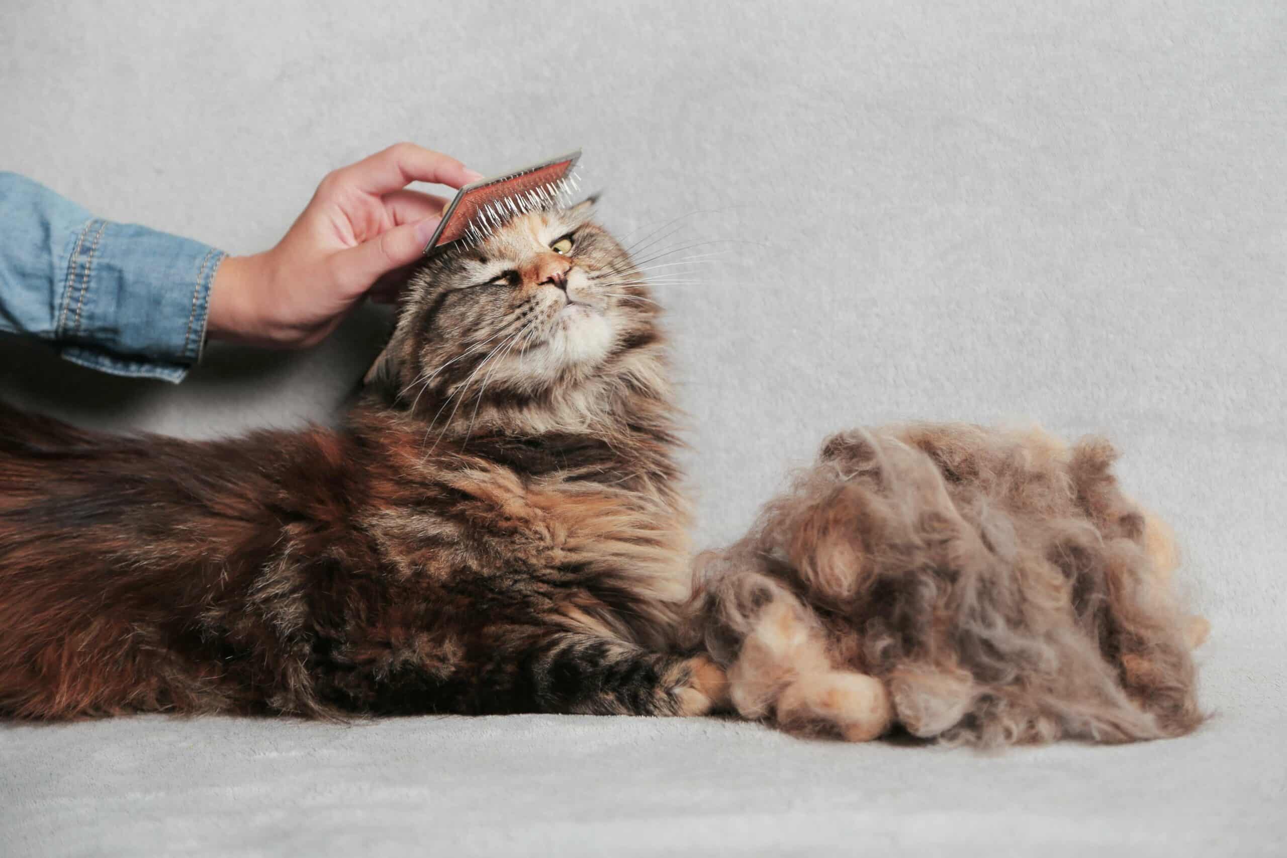 Do Maine Coon Cats Shed? – A Comprehensive Guide To Your Question