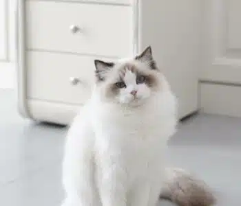 Does A Shorthair Ragdoll Cat Exist? The Curious Case Revealed