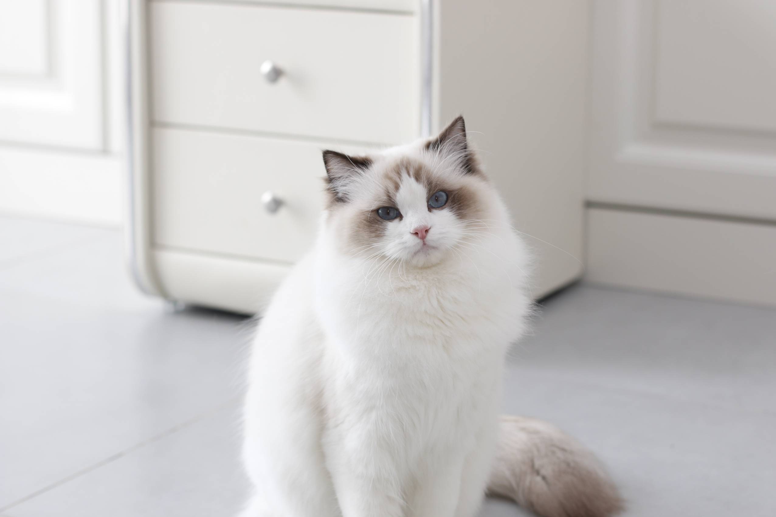 Does A Shorthair Ragdoll Cat Exist? The Curious Case Revealed