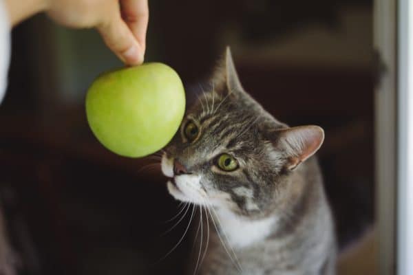 Can cats eat apples