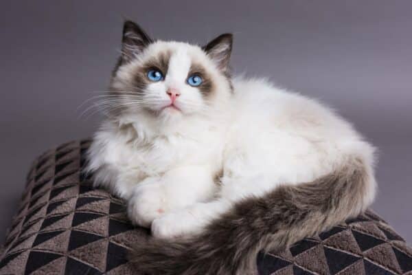 How Long Do Ragdoll Cats Live? Veterinarians Share The Facts!