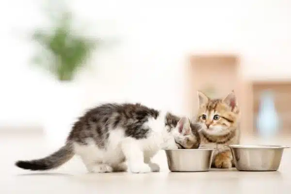 How To Choose The Best Kitten Food For Your Feline Friend