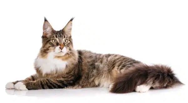 Is The Maine Coon Hypoallergenic? Research Sheds Light On This Question!