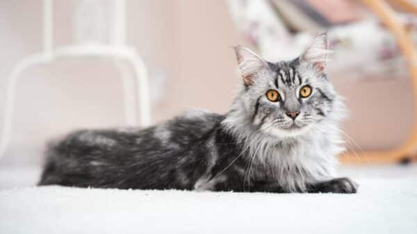Maine coon cats