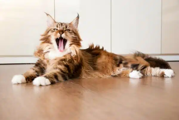 Maine Coon Lifespan – How Long Will My Furry Friend Live?