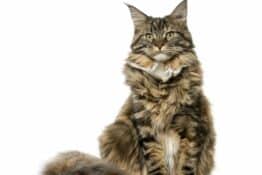 Maine Coon Temperament: Is This Feline The Right Fit For Your Family?