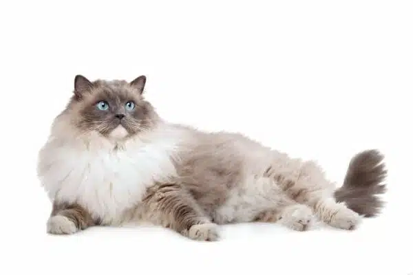 Ragdoll Cat 101 – A Look At This Fascinating Feline