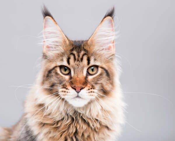 The Majestic Maine Coon Cats: Everything You Need To Know