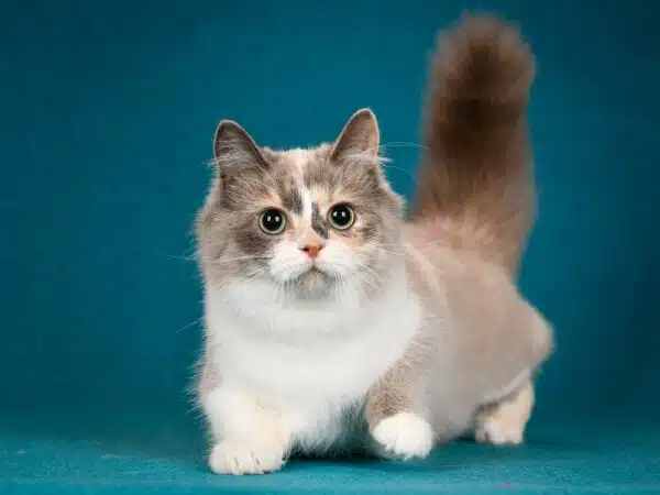 The Munchkin Ragdoll Cat – An Adorable Addition To Any Family