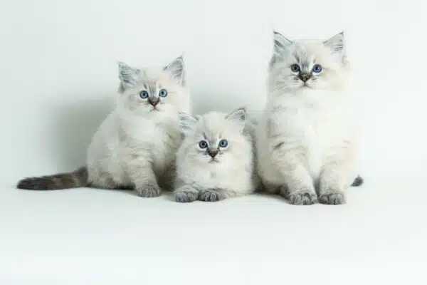 Uncovering The Ragdoll Kitten Personality: The Purr-fect Companion
