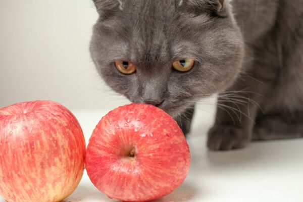 Cat sniffing an apple