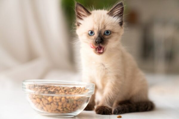 How to choose the best kitten food for your feline friend