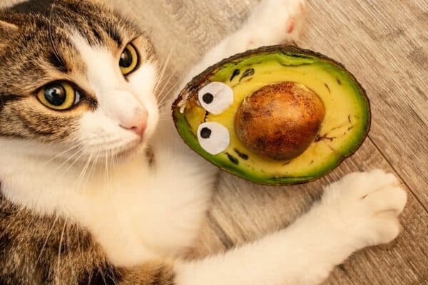 What made avocados bad for cats?