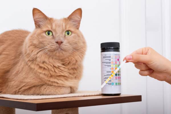 Urinary Tract Disease In Cats: Causes, Symptoms & Treatment